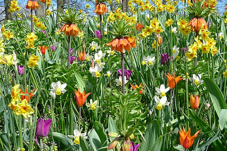 tulipany, kwiaty, wiosna, ogród, roślina, Flora, pastwiska
