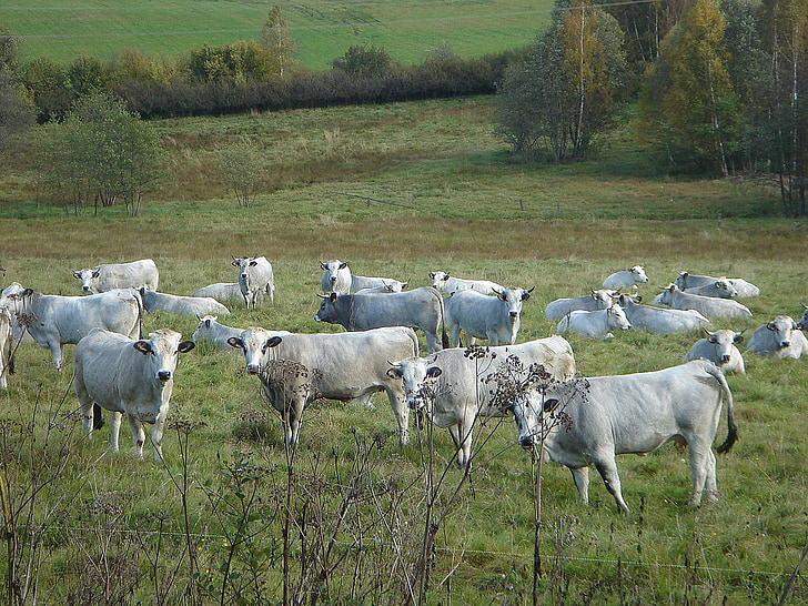 krava, bela, travnik, čreda