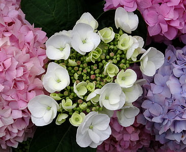 květ, Bloom, hortenzie, Zavřít, bílá, modrá, růžová