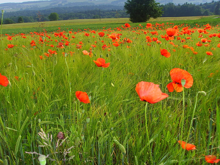 klatschmohn, bidang poppies, Poppy, padang rumput, rumput musim panas