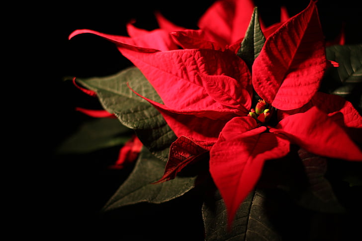 Weihnachten, Weihnachtsstern, Weihnachts-Dekoration, rot, Bethlehem, Advent, Blume