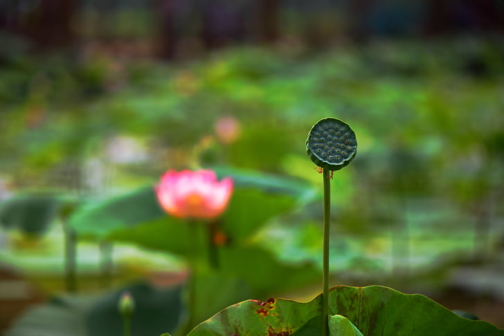 Lotus, blomst, kalde barmhjertighetsgerninger