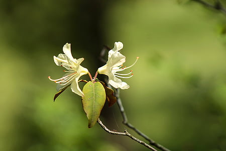 Rhododendron, kukka, valkoinen kukka, Kasvitieteellinen Puutarha, Puutarha, Flora, Arboretum