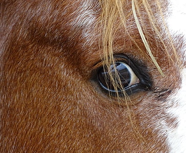 kôň, oko, Mane, zviera, koní, zblízka, portrét