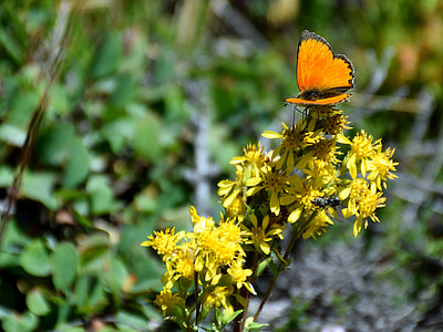 蝴蝶, 花, 自然, 昆虫, 黄色, 橙色