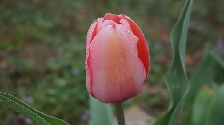 tulipaner, blomster, våren, rosa, Tulip, blomstrer