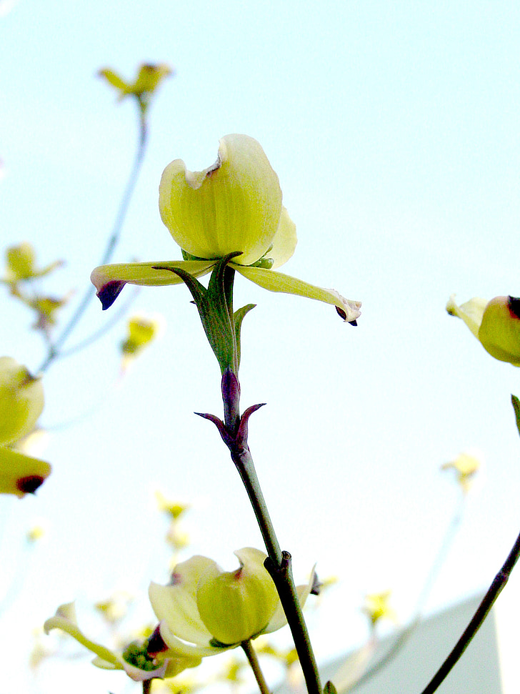 Dogwood, Hoa, cây, bầu trời, mùa xuân, màu xanh lá cây