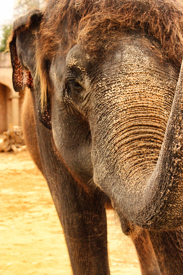 con voi, Ấn Độ, động vật, Châu á, Thiên nhiên, đi du lịch, động vật hoang dã