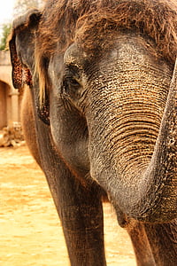 слон, Индия, животните, Азия, природата, пътуване, дива природа
