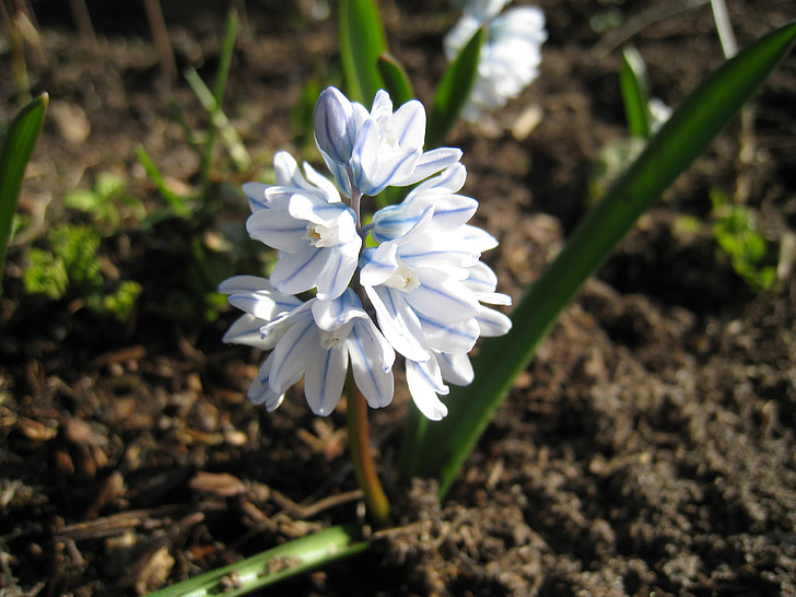 klockhyacint, blue, garden, earth