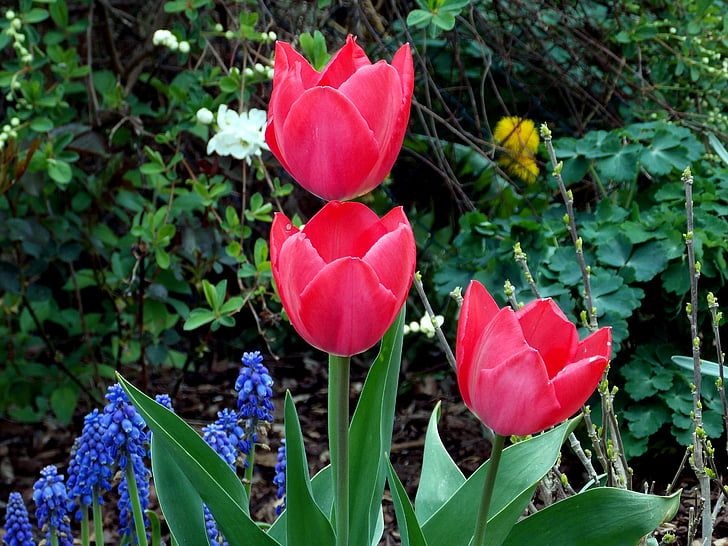 Тюльпаны, Весна, Весенние цветы, красный, Сад, Цветы садовые, расцвела