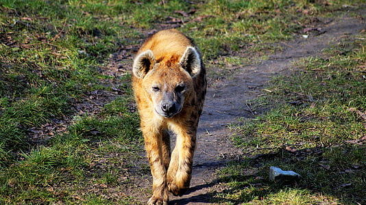 hyena, young, walk, motion, animal, wild, animal wildlife