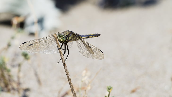 Dragonfly, narave, blizu