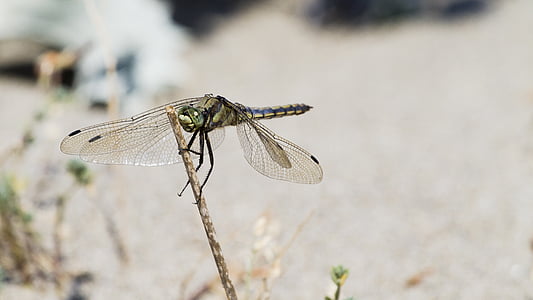 dragonfly, nature, close
