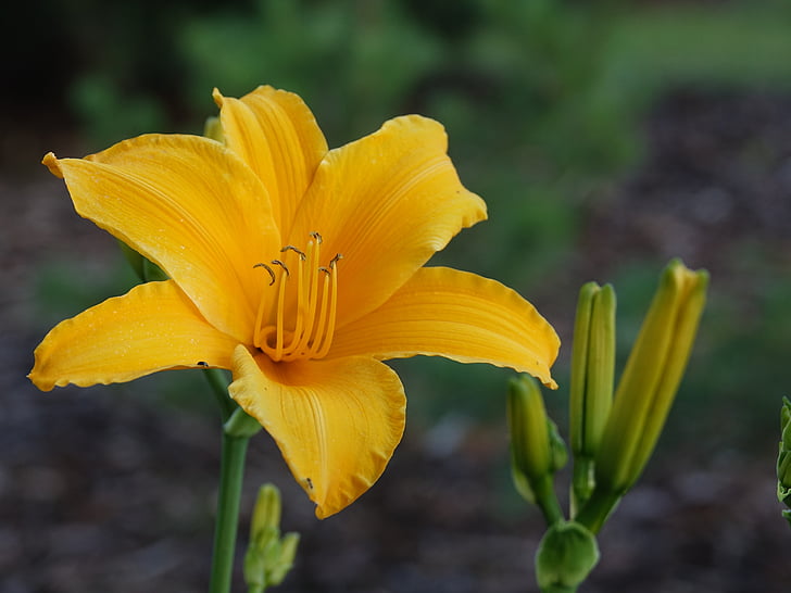 flowers, lily, yellow flower, flower
