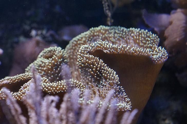 Coral, mollusk, ryggradslösa djur, Ocean, Underwater, havet, varelse