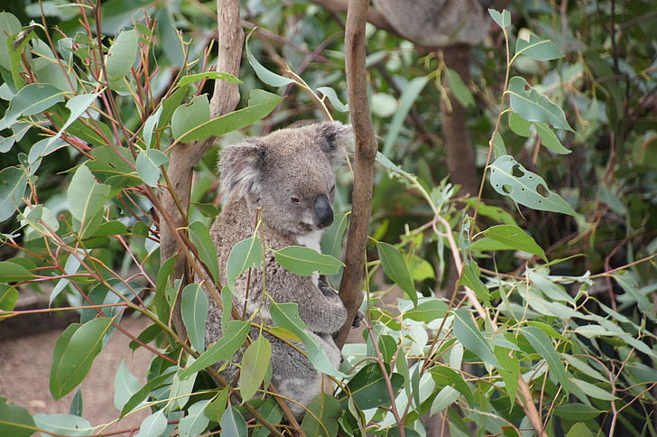 Coala, Austrália, urso coala, preguiçoso, descanso, animal, conservação da natureza