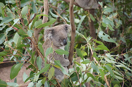 Koala, Australien, Koala Bjørn, dovne, resten, dyr, naturbeskyttelse