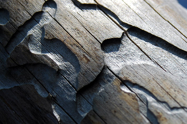 gỗ, bọ cánh cứng bark, đường dẫn, khung hình đầy đủ, nguồn gốc, cận cảnh, không có người