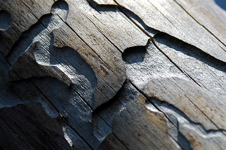 gỗ, bọ cánh cứng bark, đường dẫn, khung hình đầy đủ, nguồn gốc, cận cảnh, không có người