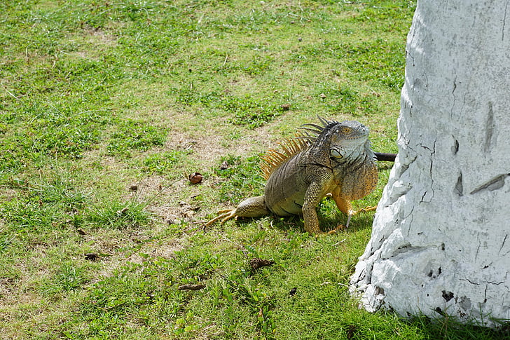 iguana, palm, grass