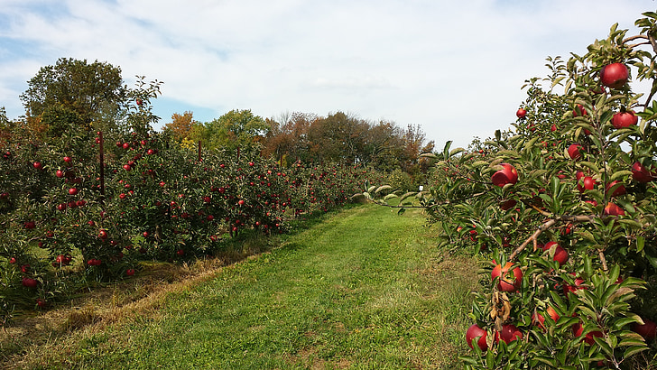 orchard, apple, agriculture, fruit, farm, harvest, trees