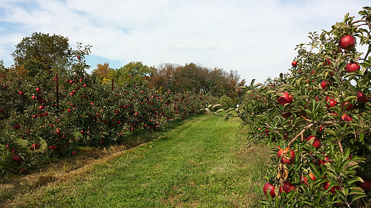 Orchard, Apple, landbrug, frugt, Farm, høst, træer