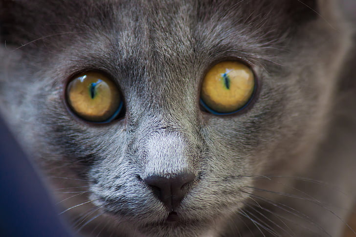 kočka, kočkovitá šelma, domácí zvíře, zvíře, zvířata, Podívej, kočičí oči