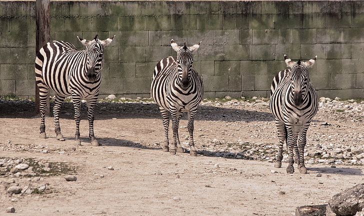listrado, triplo, Zebra, África, vida selvagem, animais do Safari, animal