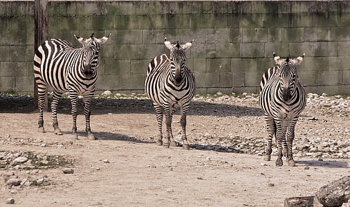 črtasto, trojni, Zebra, Afrika, prosto živeče živali, živali Safari, živali