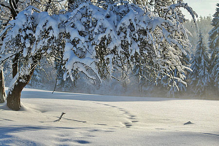 pozimi, zimski, sneg, čarobno zimsko, hladno, sonce, drevo