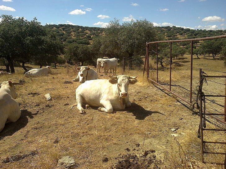 cow, livestock, animals