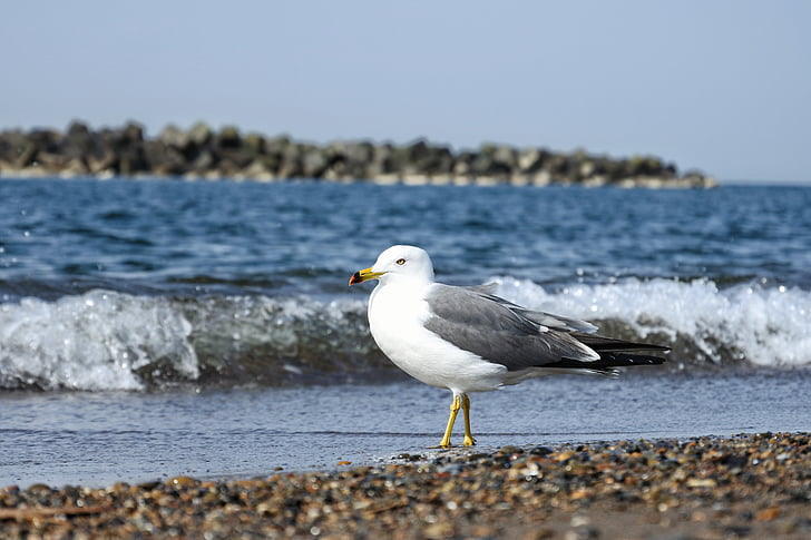animal, mer, plage, vague, Sea gull, oiseaux de mer, animal sauvage