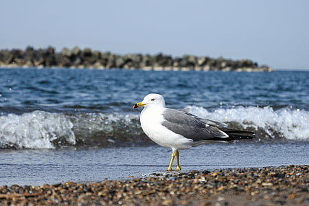 animal, mar, Playa, ola, gull del mar, aves marinas, animal salvaje