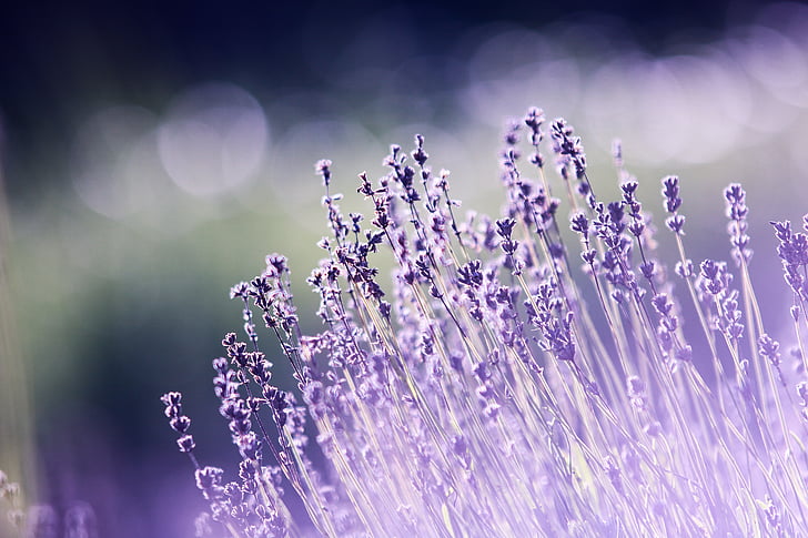 aromatherapy, beautiful, blooming, blur, bright, color, delicate