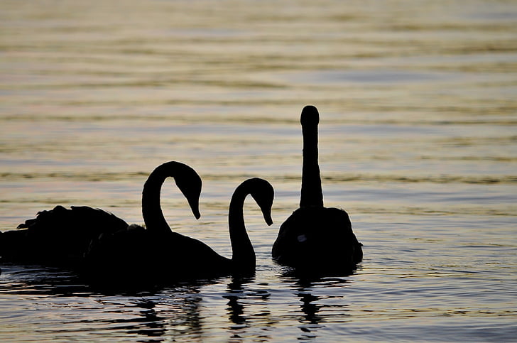 swans, silhouettes, birds, waterfowl, wildlife, nature, water
