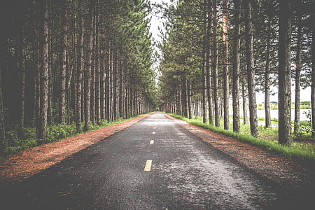 road, street, woods, forest, trees, green, leaves