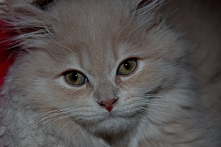 cat, fluffy, cute, kitten, relaxed, concerns, one