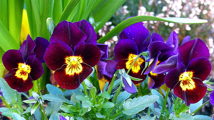 Pansy, blomma, Blossom, Bloom, violväxter, våren, Violet