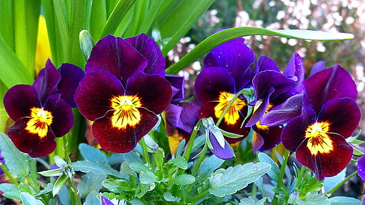 pansy, flower, blossom, bloom, violaceae, spring, violet