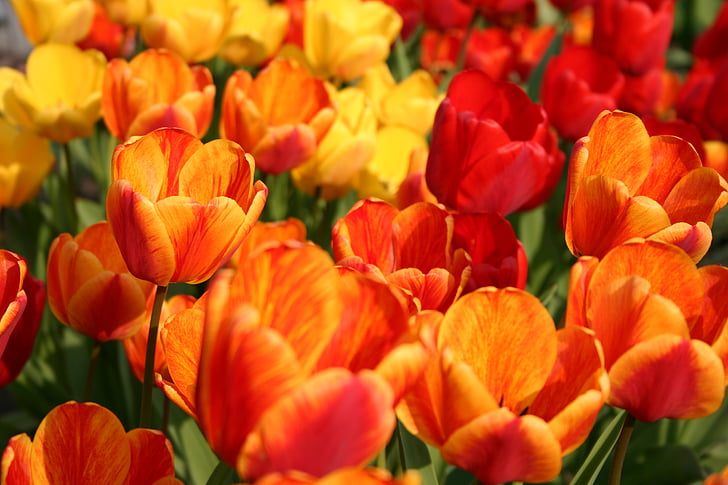 flor, Tulipa, primavera, flors, jardí, planta, pètal