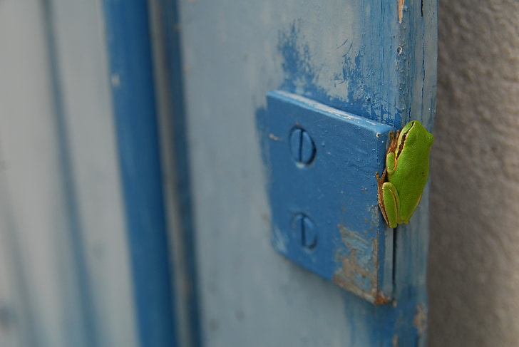 녹색 개구리, 개구리, 수 륙 양용, 자연, 그린, 벽, 동물