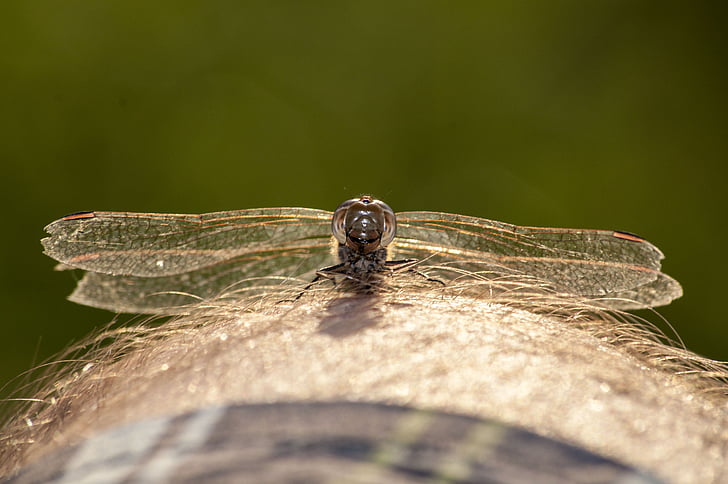 dragonfly, nature, insect, knee, summer, norway, close up