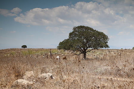 bidang dan pohon, dataran tinggi Golan, Israel, pemandangan, gurun, pemandangan, alam