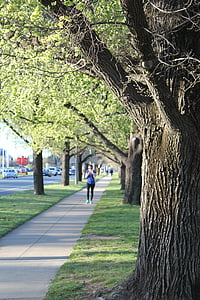 jogging, strom, chodník, Zelená