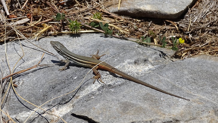 lizard, reptiles, fauna