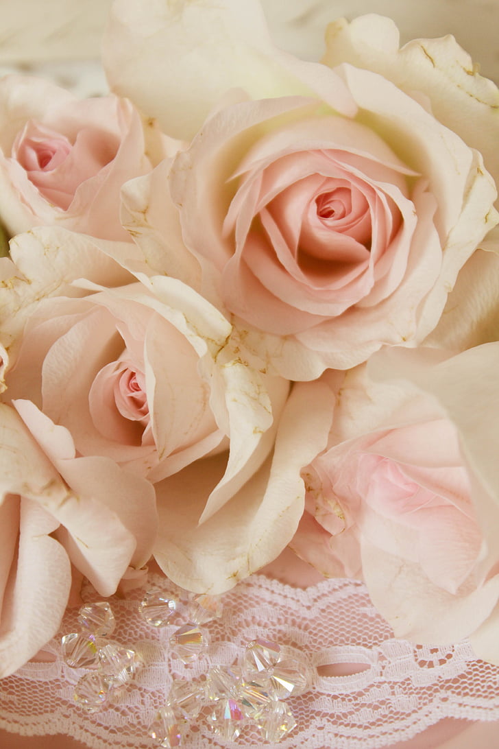 roses roses, perles, arrière-plan, ludique, romantique, mariage, engagement