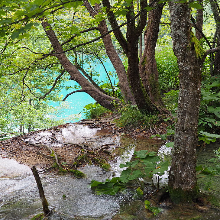 Plitvicka, bientôt, nature, Lac, Parc national, Croatie (Hrvatska), réserve naturelle