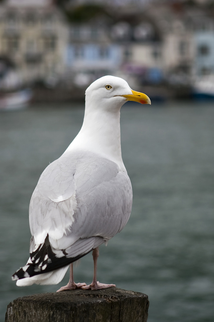 lokki, lintu, eläinten, istumisen orrella, Cornwall, Harbour