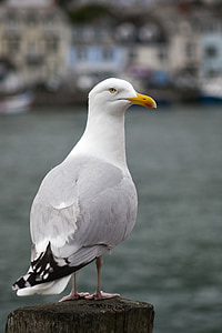 Racek, pták, zvíře, prohlížení, Cornwall, přístav